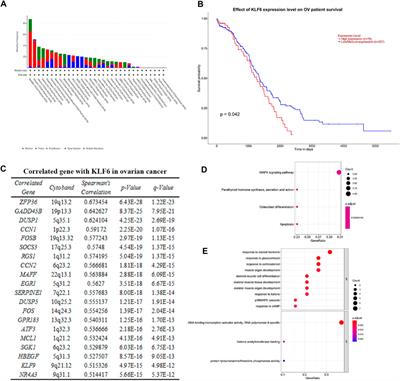 lncRNA OR3A4 Promotes the Proliferation and Metastasis of Ovarian Cancer Through KLF6 Pathway